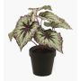 Plante artificielle Bégonia rex MEIRA, vert-violet, 25cm