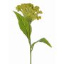 Fleur artificielle « crête de coq » ANUBIS, vert-jaune, 60 cm, Ø 14 cm