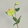 Dahlia en tissu vert-rose PATRITZIA, 55cm, Ø4-9cm