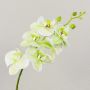 Branche d'orchidée Phalaenopsis artificielle OPHELIA, crème-vert, 80 cm, Ø 8-9 cm