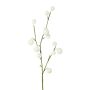 Branche décorative Gomphocarpus physocarpus BRAVON, fruits, blanc, 80cm