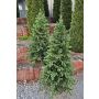 Sapin artificiel HILMEND, 350cm, Ø210cm