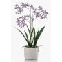 Orchidée Renanthera monachica décorative BLANI en pot en céramique, racines, violet-blanc-jaune, 55cm