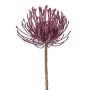 Fleur décorative Leucospermum Protea ZIRMO, lilas, 50cm