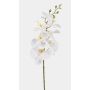 Branche d'orchidée Phalaenopsis artificielle AXELOR, blanche, 85 cm