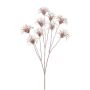 Graines de clématite décoratives HARWAY, or rose, 75cm, Ø7cm