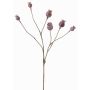 Branche de capsules de pavot artificielle ASUMAN, marron, 70cm, Ø2-3cm