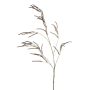 Branche décorative d'amarante CERRO avec fleurs, marron, 100cm