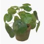 Plante succulente artificielle pilea SYBIL dans un pot en terre cuite, verte, 13cm