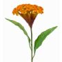Fleur artificielle « crête de coq » ANUBIS, jaune-orange, 60 cm, Ø 14 cm