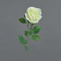 Fleur artificielle rose PEZOS, crème, 60 cm, Ø 10 cm