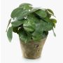 Plante succulente artificielle pilea SYBIL dans un pot en terre cuite, verte, 22cm