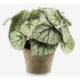 Plante artificielle: bégonia à feuilles MEIRA en pot en terre cuite, touffue, vert-gris, 25cm