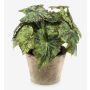 Plante artificielle: bégonia à feuilles MEIRA dans un pot en terre cuite, touffue, vert-noir, 25cm