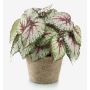 Plante artificielle: bégonia à feuilles MEIRA dans un pot en terre cuite, touffue, vert-rose, 25cm