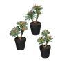 Arrangement artificiel de plantes succulentes DRULKE en pot décoratif, 3 pièces, vert-rose, 21-23cm
