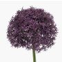 Allium synthétique PRAXEN, lilas foncé, 90cm