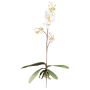 Orchidée Phalaenopsis décorative MALZA, piquet, racines, crème, 55cm