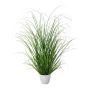 Herbe décorative Pennisetum KIVRA en pot décoratif, vert, 60cm