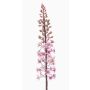 Fleur synthétique bougie des steppes SCHENRA, rose, 95cm