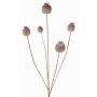 Branche de capsules de pavot artificielle FILOMELA, marron clair, 75cm, Ø2-3,5cm