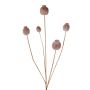 Branche de capsules de pavot artificielle FILOMELA, marron clair, 75 cm, Ø 2-3,5 cm
