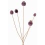 Branche artificielle de capsules de pavot FILOMELA, marron foncé, 75cm, Ø2-3,5cm