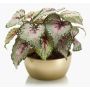 Plante artificielle bégonia à feuilles KATRICE dans un bol en céramique doré, violet-vert, 25cm