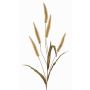 Herbe artificielle lampenputzer HIWA, panicules, verte, 135cm