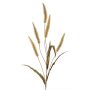 Herbe artificielle « lampenputzer » HIWA, panicules, verte, 135 cm