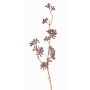 Branche d'eucalyptus en plastique SOHA avec fruits, marron, 60cm