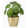 Plante succulente artificielle pilea SYBIL dans un pot en céramique doré, verte, 20cm