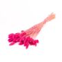 Herbe sèche Phalaris BRAGILA, botte, fuchsia, 50-75cm, Ø12cm