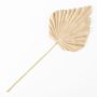 Feuille de palmier décorative Washingtonia RUNING, beige-jaune, 60cm