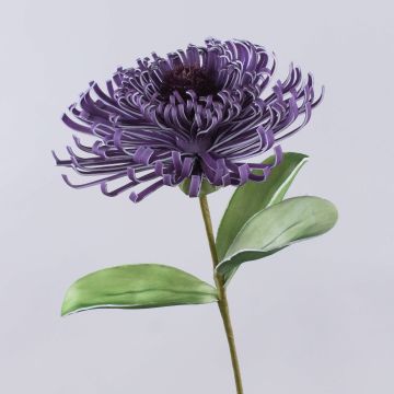 Leucospermum Protea décoratif ISLARTINA, lilas foncé, 75cm
