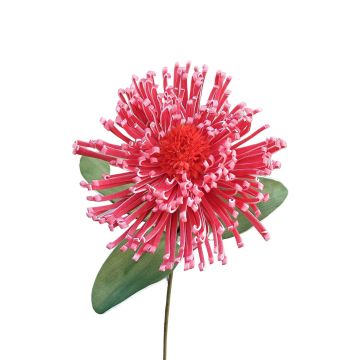 Leucospermum Protea décoratif ISLARTINA, rouge-fuchsia, 75cm