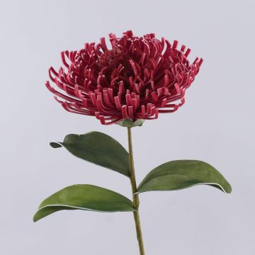 Leucospermum Protea décoratif ISLARTINA, rouge-fuchsia, 75cm