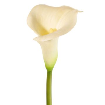 Calla artificielle MIRAC, crème, 75 cm, 12 x 15 cm Calla artificielle MIRAC, crème, 75 cm, 12 x 15 cm