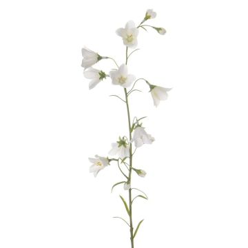 Fleur artificielle Campanule GISELA, blanc, 65cm, Ø1-4cm Fleur artificielle Campanule GISELA, blanc, 65cm, Ø1-4cm