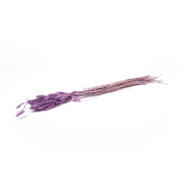 Herbe sèche BORKA, botte de lagurus, lilas, 55-75cm, Ø12cm Herbe sèche BORKA, botte de lagurus, lilas, 55-75cm, Ø12cm