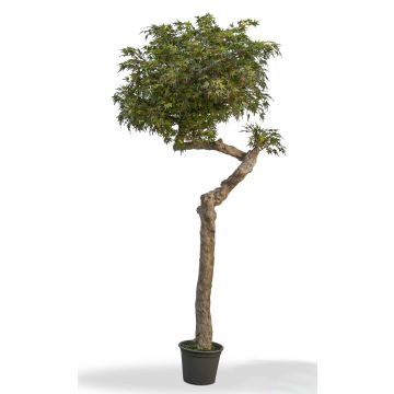 Érable du Japon décoratif KIMKA, tronc naturel, vert-rouge, 275cm - Made in Italy Érable du Japon décoratif KIMKA, tronc naturel, vert-rouge, 275cm - Made in Italy