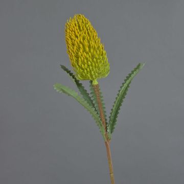 Fleur artificielle Banksia robur EREDIN, jaune-vert, 70cm, Ø7cm Fleur artificielle Banksia robur EREDIN, jaune-vert, 70cm, Ø7cm