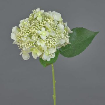 Fleur artificielle: hortensia CALESA, blanc-vert, 50cm, Ø15cm
