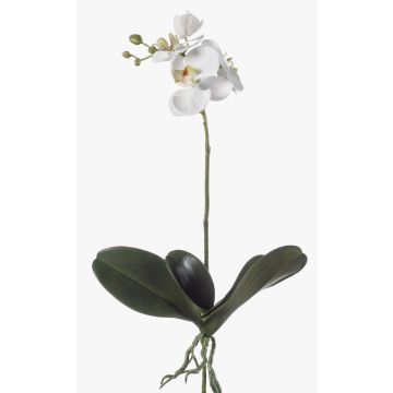 Fausse orchidée Phalaenopsis FAO à planter, blanc, 45cm Fausse orchidée Phalaenopsis FAO à planter, blanc, 45cm