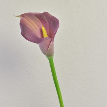 Zantedeschia artificielle TALEA, violette, 65 cm, 9 x 11 cm Zantedeschia artificielle TALEA, violette, 65 cm, 9 x 11 cm