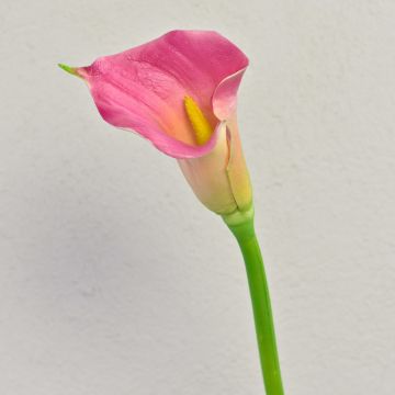 Zantedeschia artificielle TALEA, rose-jaune, 65 cm, 9 x 11 cm Zantedeschia artificielle TALEA, rose-jaune, 65 cm, 9 x 11 cm