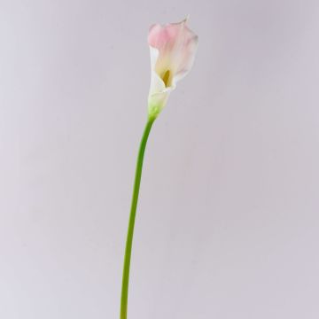 Fleur artificielle Calla TERESA, blanc-rose, 70cm, 10x18cm