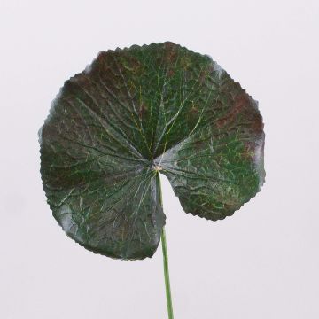 Feuille de géranium artificiel HEIDEGARD, vert-rouge, 38cm, Ø11cm Feuille de géranium artificiel HEIDEGARD, vert-rouge, 38cm, Ø11cm