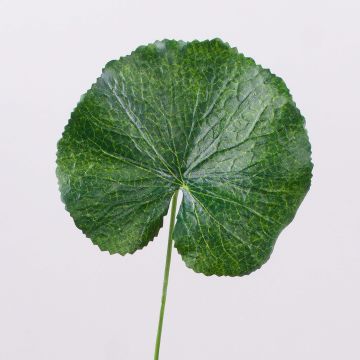 Feuilles de géranium artificielles HEIDEGARD, vert, 38cm, Ø11cm Feuilles de géranium artificielles HEIDEGARD, vert, 38cm, Ø11cm