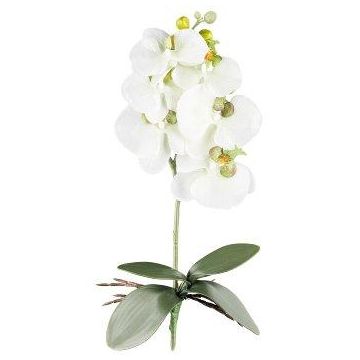 Orchidée Phalaenopsis artificielle DRINTOR, piquet, racines, blanc-vert, 40cm